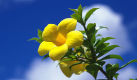 YellowFlower