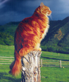 MeditatingCat