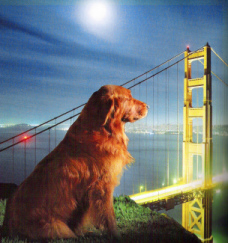 DreamingDog