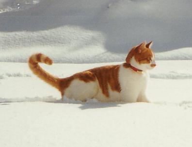 YoungMiita