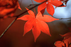 Momiji_Red