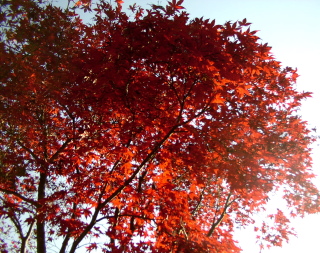 AutumnLeaves