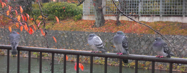 Suzue_Dove