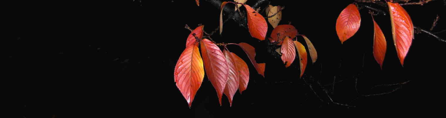 SuzueLeaves