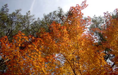 YellowLeaves